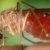 Oropouche-Virus: Neues Risiko für Europa?