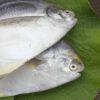 Wissenschaftler entdecken neue Parasitenart in Amazonasfischen