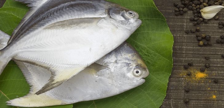 fisch