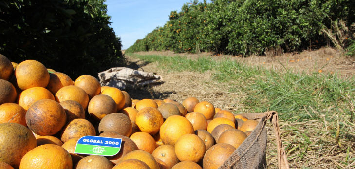 orangen