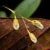 Neue Orchideenart im peruanischen Amazonasgebiet entdeckt