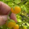 Regeln der Evolution getrotzt: Wilde Galapagos-Tomaten entwickeln sich zurück