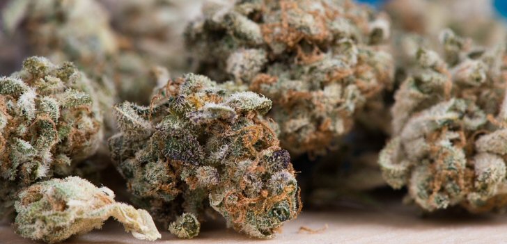 cannabis-uruguay