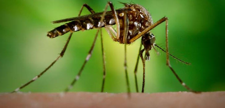 dengue