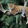 „Safari for the Senses“: Das sinnliche Erlebnis des Pantanals