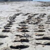 Brasilien untersucht Massensterben von Pinguinen