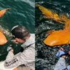 Costa Rica: Orangefarbener Hai erregt Aufmerksamkeit