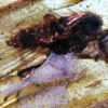 Älteste Bernstein-Insekten aus Südamerika entdeckt