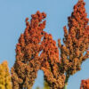 China gibt Importe von brasilianischem Sorghum frei