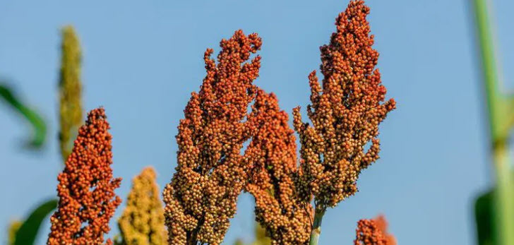 sorghum