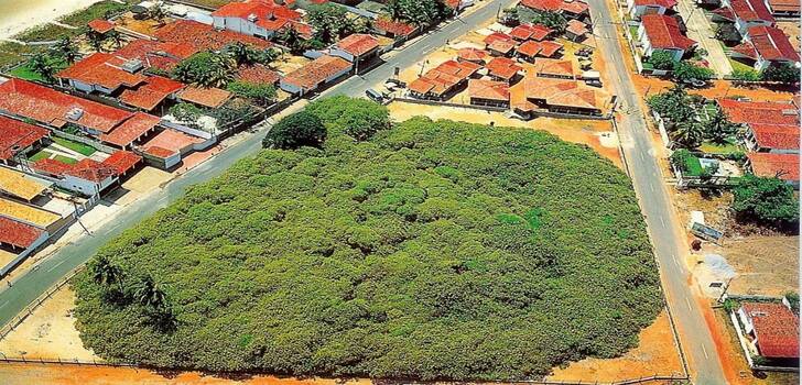 baum