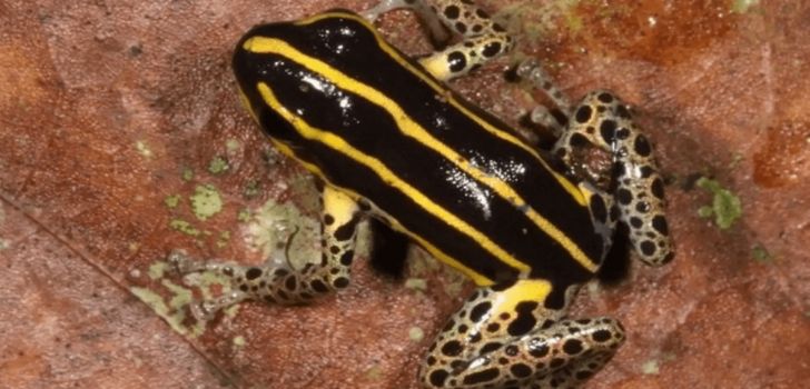 frosch