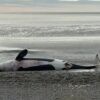 Massensterben von Orcas schockiert ganz Argentinien