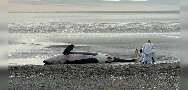 orca