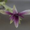 Peru: Neue Orchideenart in Pasco entdeckt