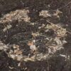 Forscher entdecken Dinosaurier-Fußabdrücke im Amazonasgebiet