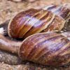 Afrikanische Riesenschnecke breitet sich auf Kuba wieder aus