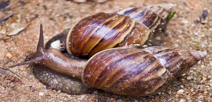 schnecke