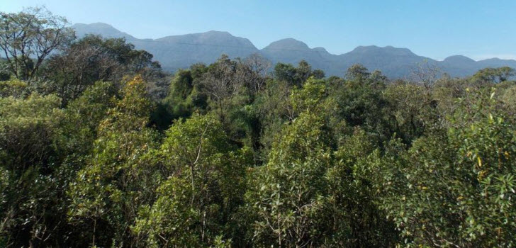 mata-atlantica mata-atlantica