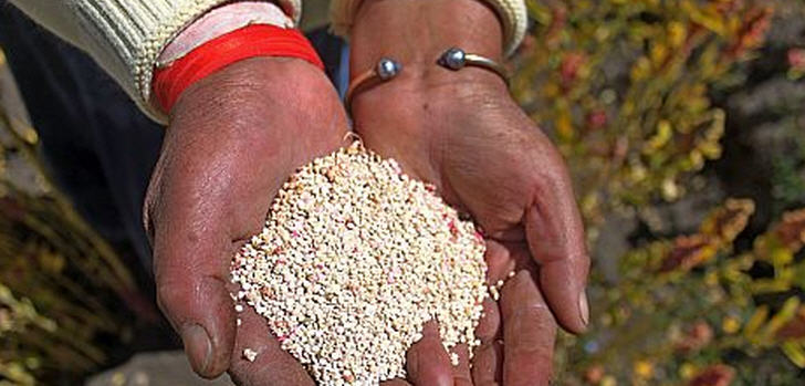 quinoa