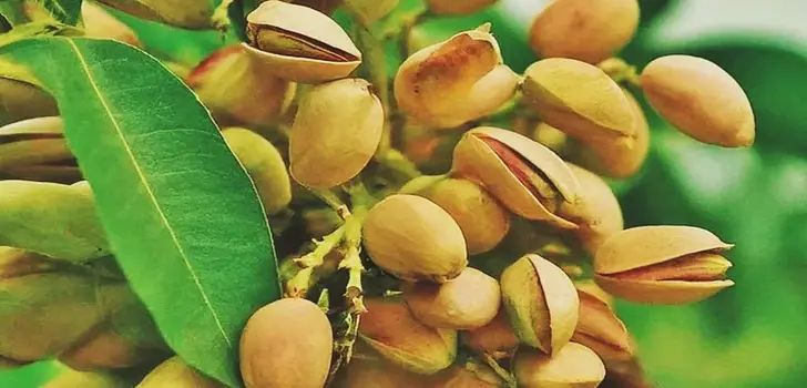 El-pistacho-en-Argentina