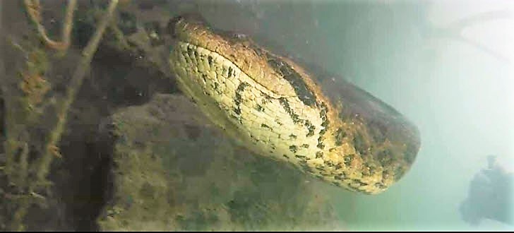 anaconda