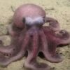 Neue und faszinierende Oktopusart in Chile entdeckt