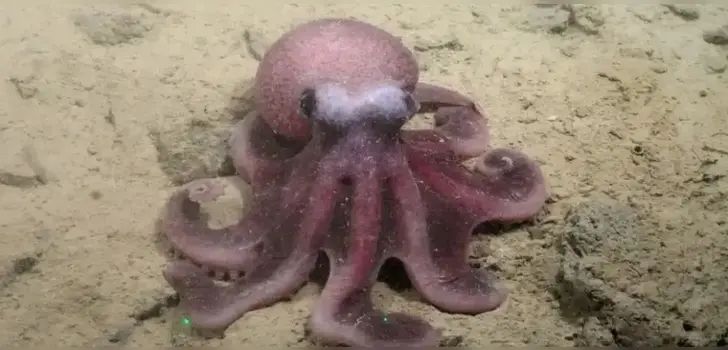 oktopus