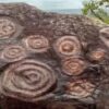 Archäologen entdecken 8.000 Jahre alten Petroglyphenkomplex in Venezuela
