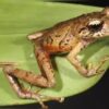 Ecuador: Neue Froscharten in der Cordillera del Cóndor entdeckt
