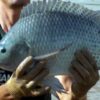 Lateinamerika erweist sich als strategische Alternative für Tilapia-Exporte