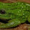 Neue und seltsame Art von „Beutelfrosch“ in Peru entdeckt