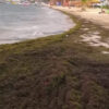 Rekordverdächtige Ansammlung von Sargassum in der Karibik